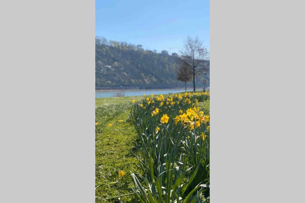 Appartement Comfortable New In #koblenz# Direkt Am Rhein